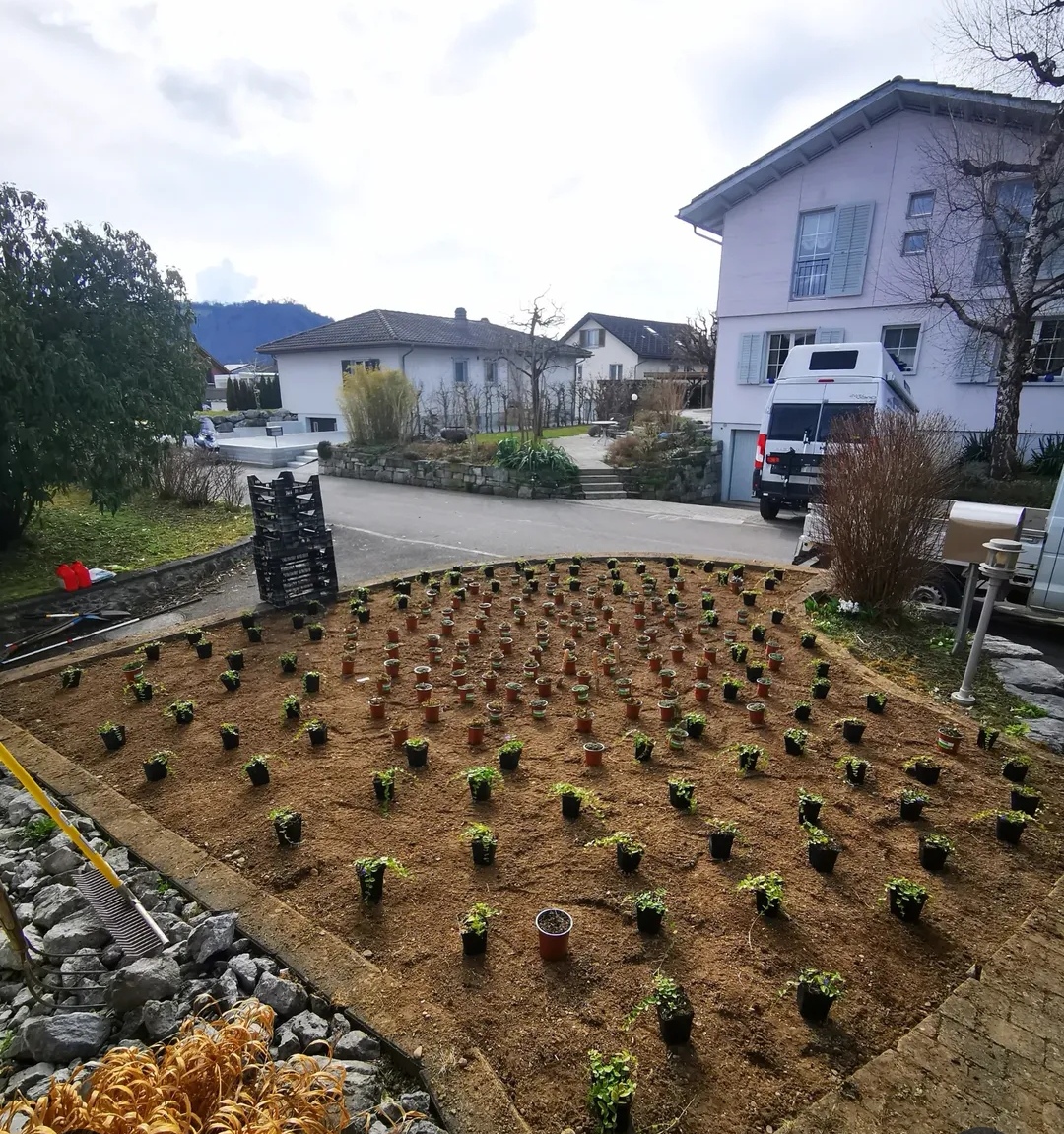 Bepflanzung Rubigen