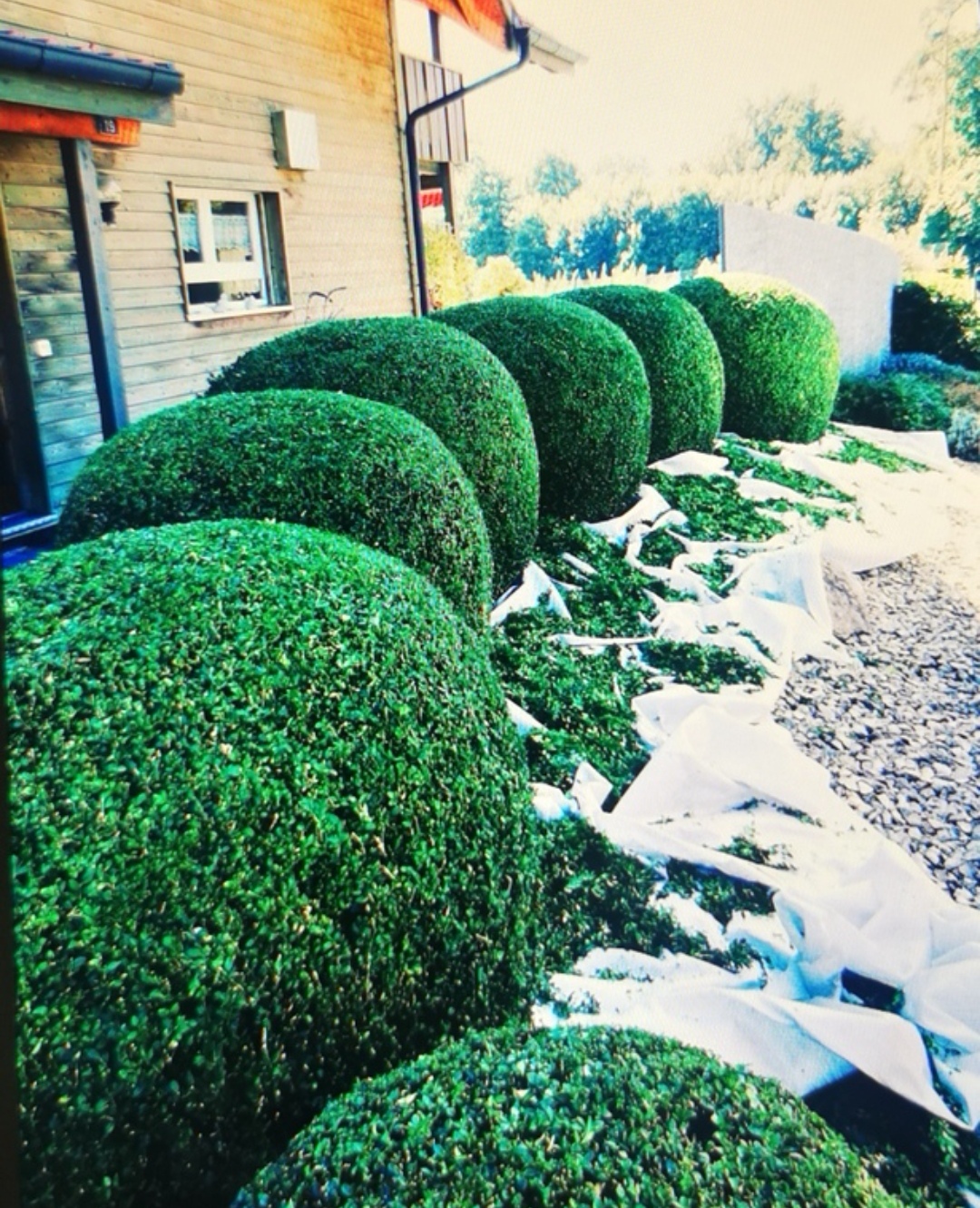 Buchs Formgehölz Schnitt Düdingen