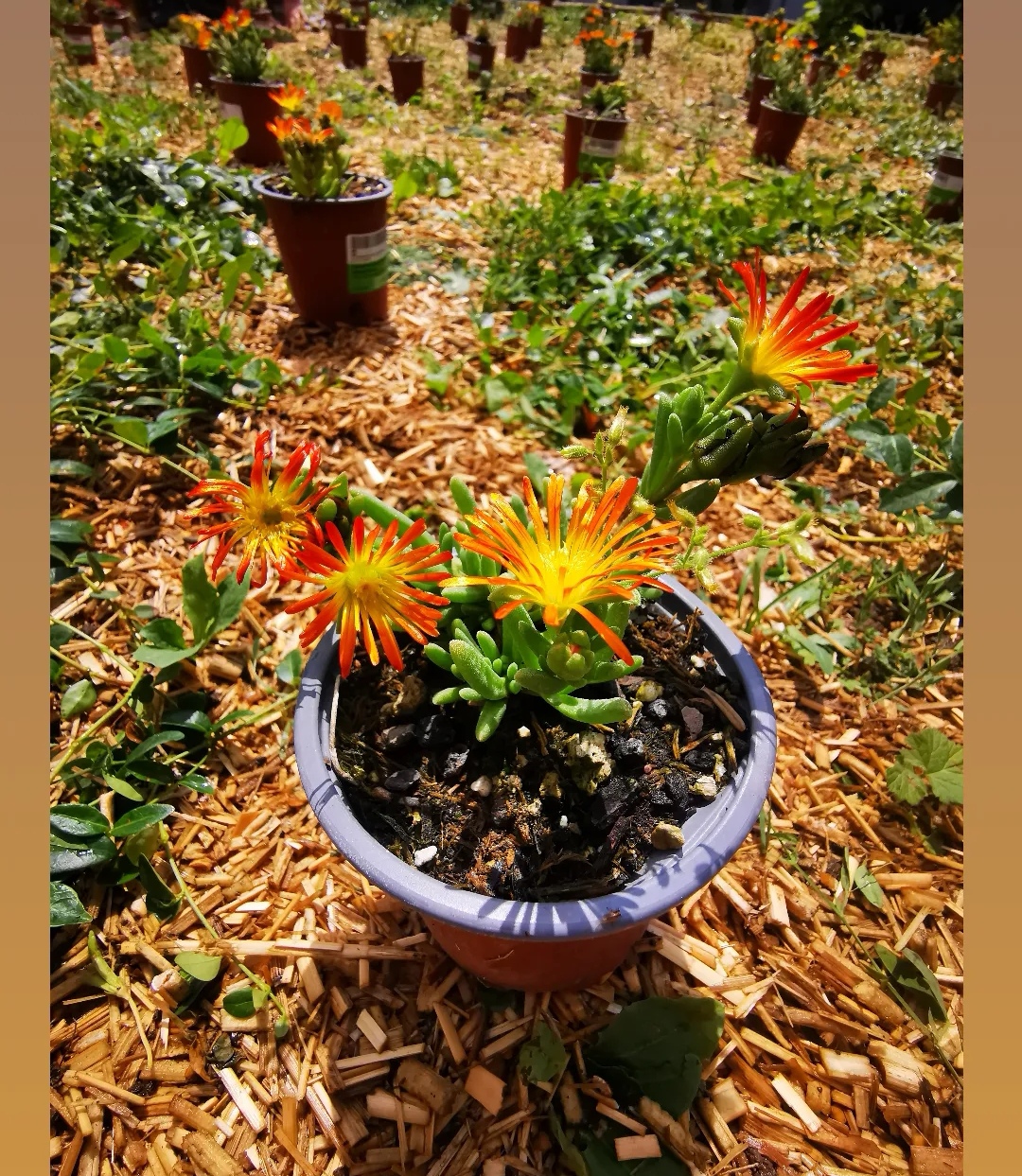 Delosperma in blütenpracht