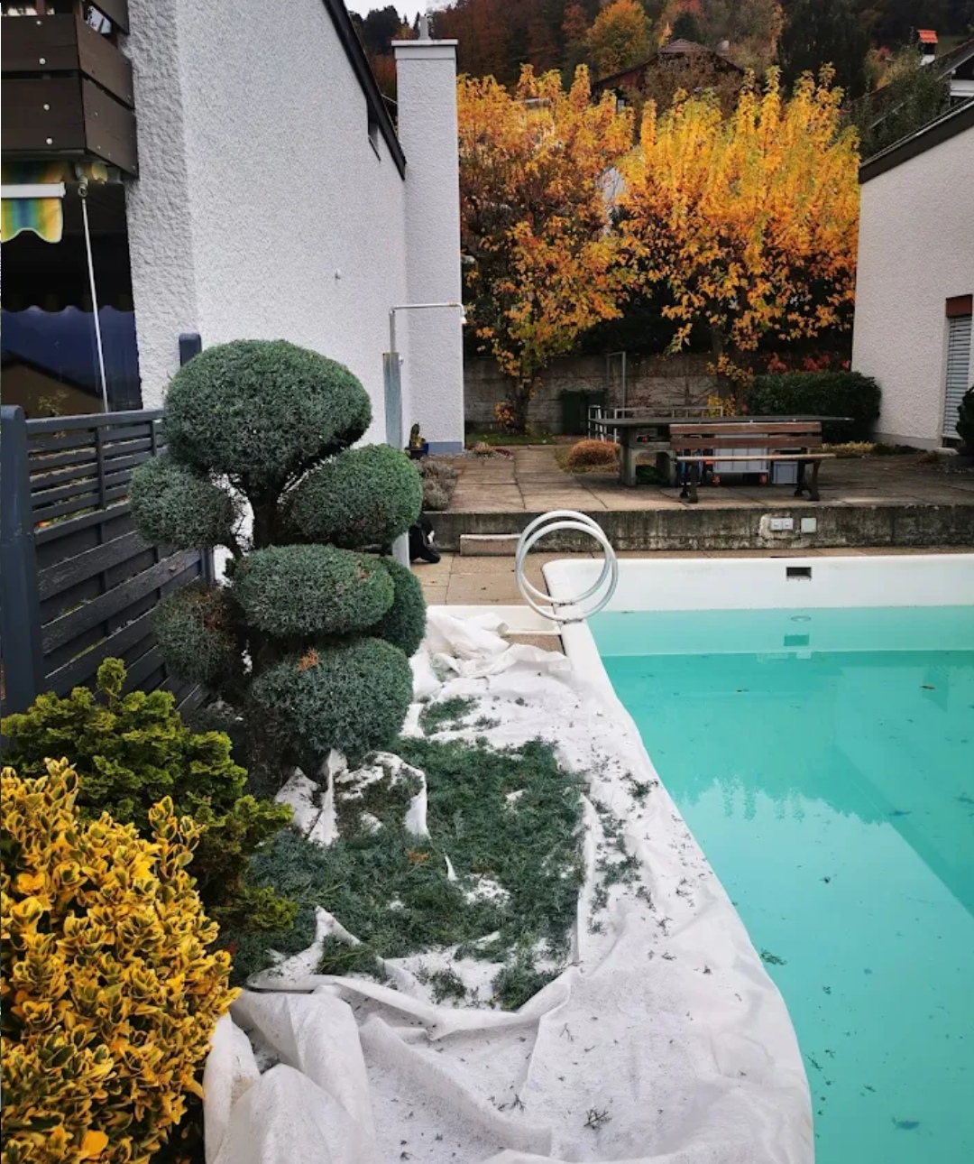 Formgehölz Schnitt Zen