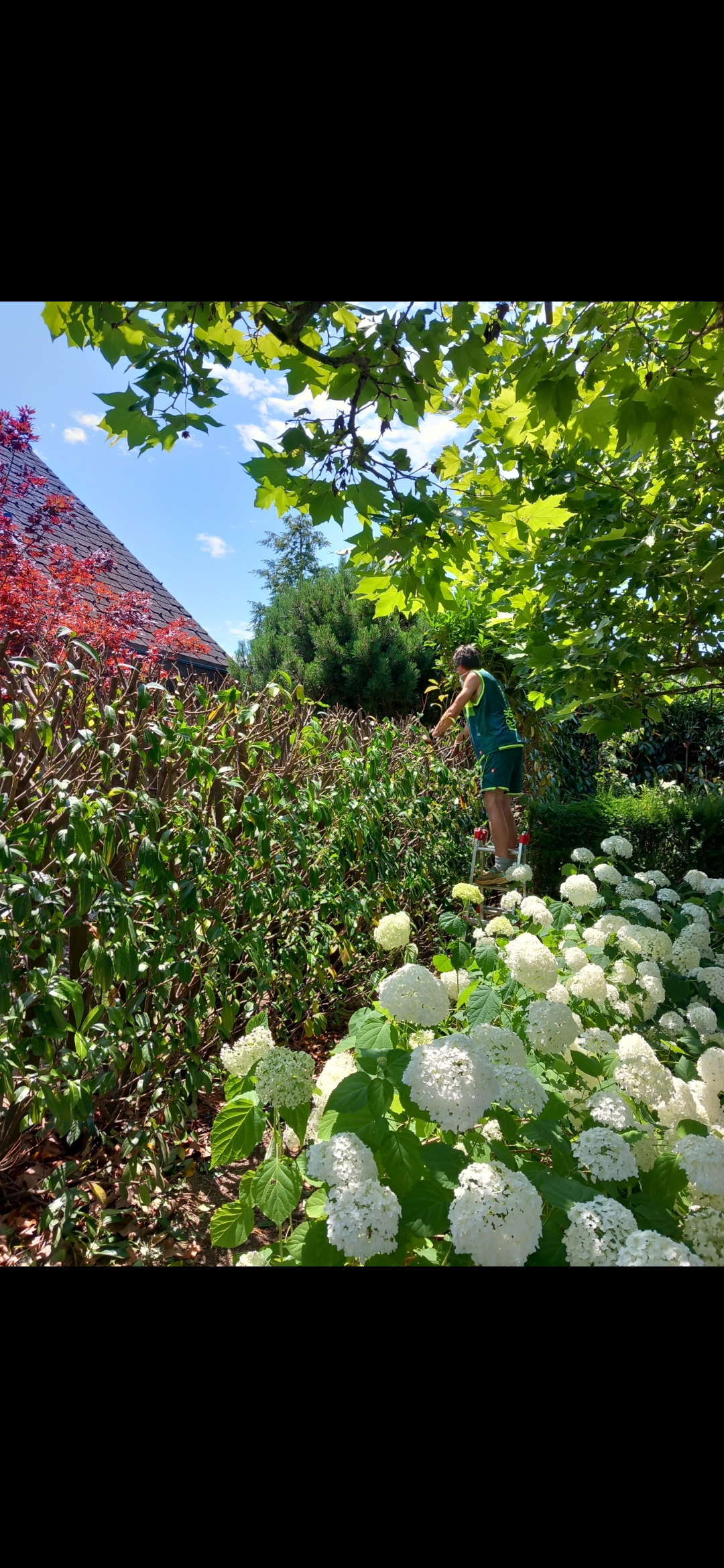 Heckenschnitt Sommer