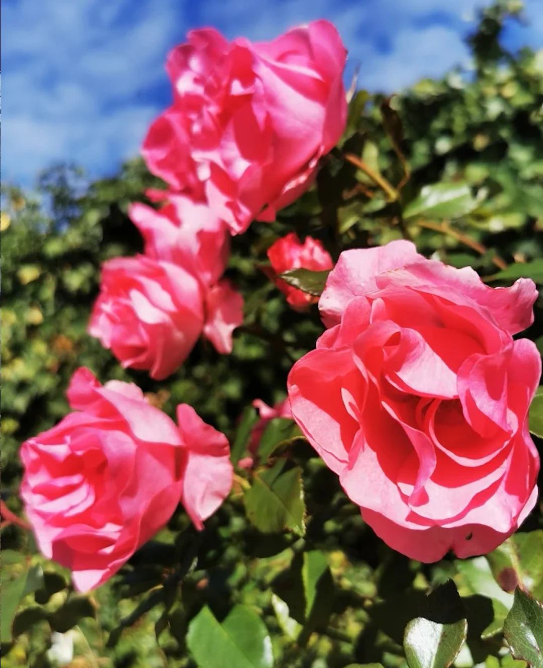 Rose in voller Blüte