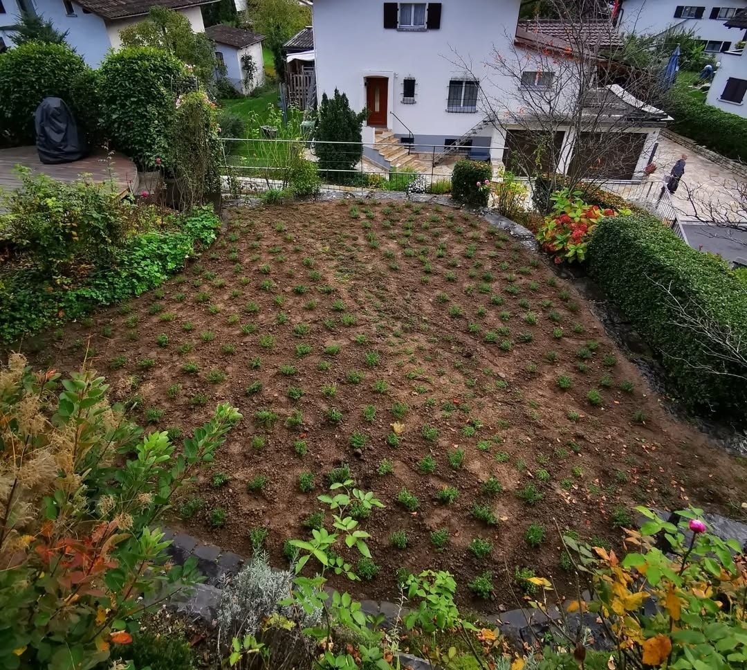 Thymianrasen Hünibach_