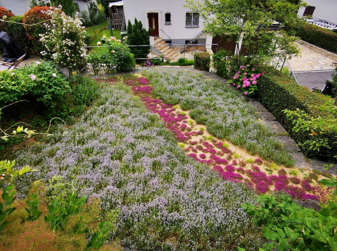 Thymianrasen in voller Blüte 1