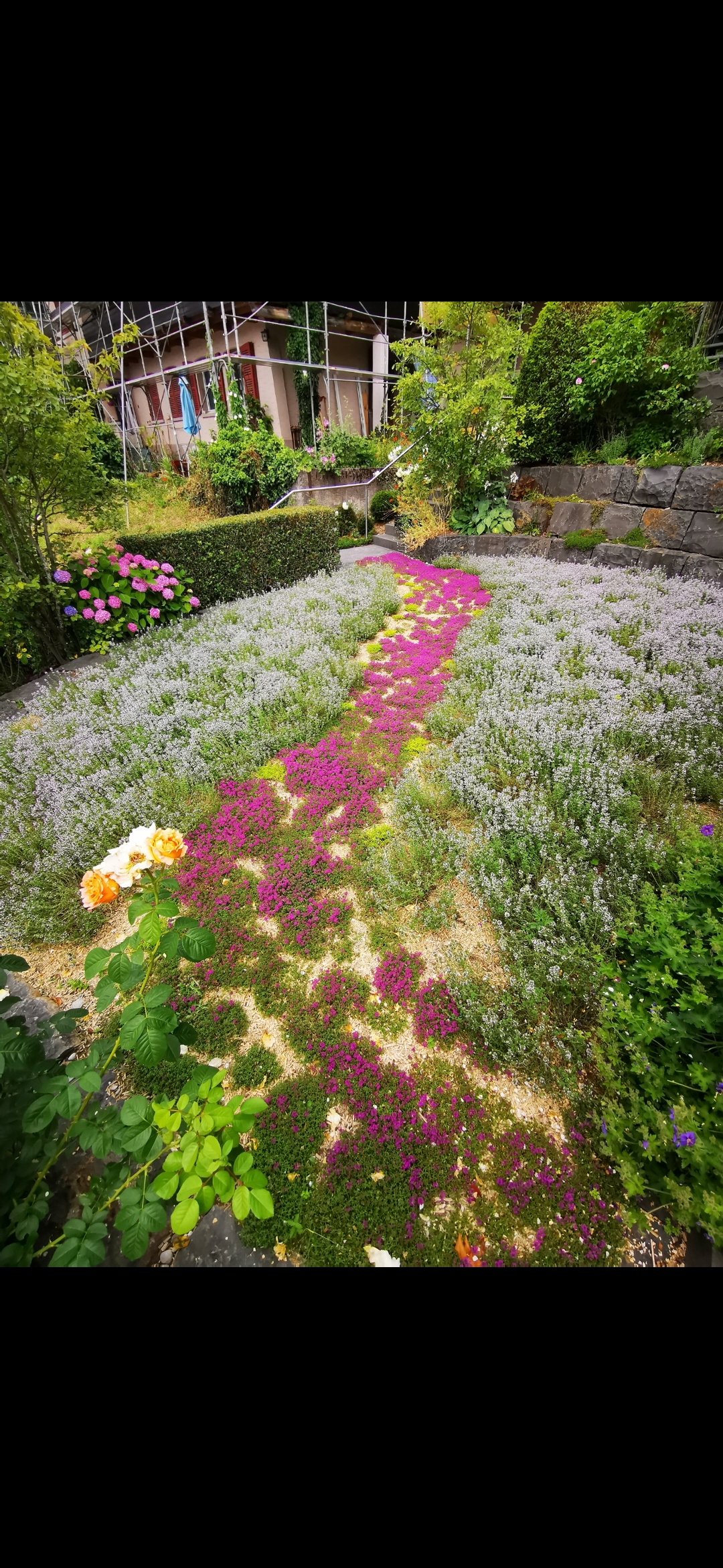 Thymianrasen in voller Blüte 2